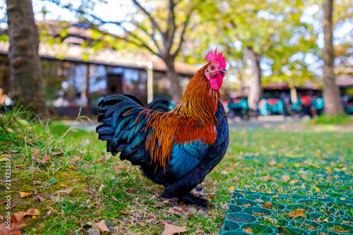 Portrait of a magnificent cock in the garden 3 © Denis Martynov