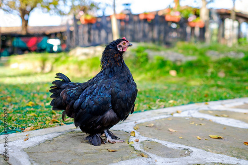 Portrait of a black well-groomed chicken in the garden 2 © Denis Martynov