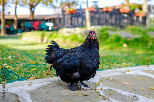 Portrait of a black well-groomed chicken in the garden 1 © Denis Martynov