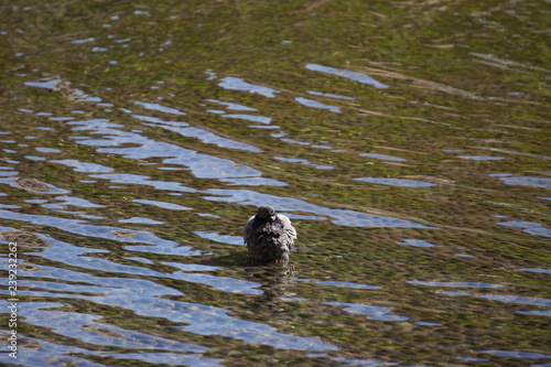 Pigeon in the water