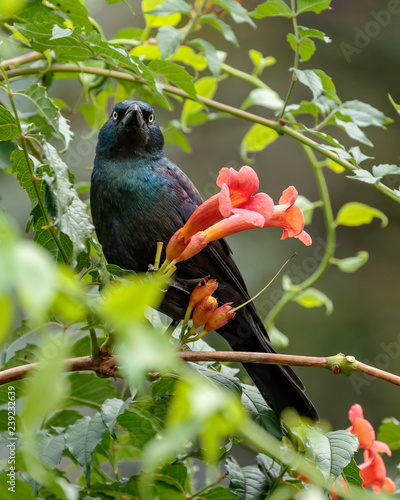 Common Grackle