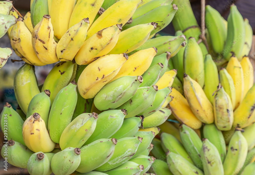  Close up cultivated bananas or Pisang Awak Bananas or  Kluai  Namwa (Musa sapientum Linn) (Musa ABB CV.Kluai “Namwa”) in market
