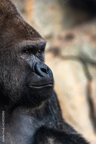 Portrait of a powerful gorilla with expressive eyes.