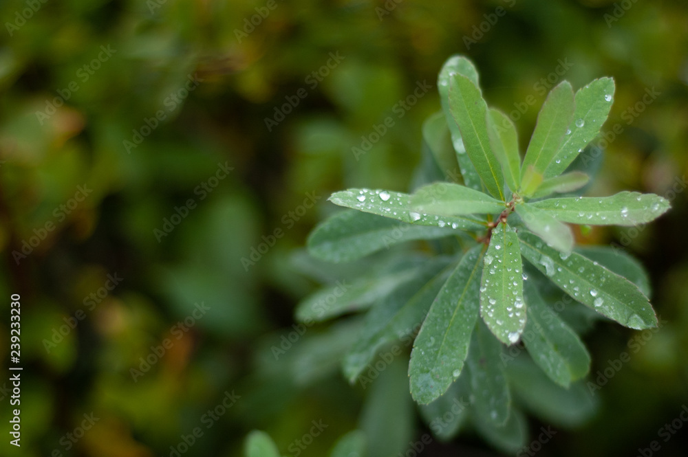Close up of water drops on leaves Close up of water drops on leaves