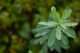Close up of water drops on leaves