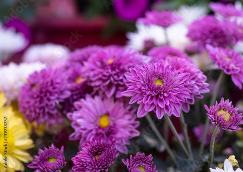 Chrysanthemums flower is beautiful in the garden.for background Abstract texture Soft and Blurred style.postcard