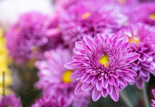Chrysanthemums flower is beautiful in the garden.for background Abstract texture Soft and Blurred style.postcard