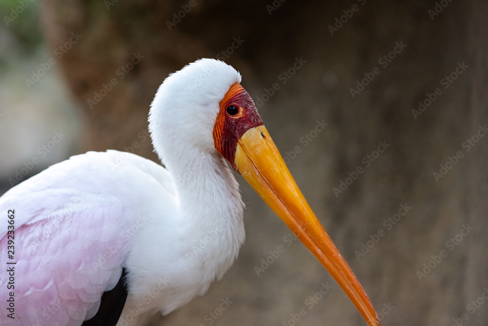 Portrait of a slender African Tantalus, yellow billed stork, walking on the sands of a rocky beach. Mycteria ibis.