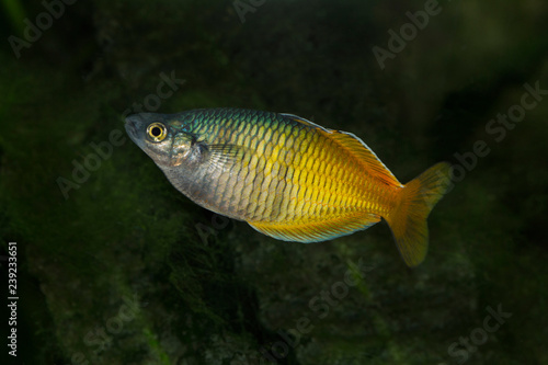 Boeseman's rainbowfish  (Melanotaenia boesemani).