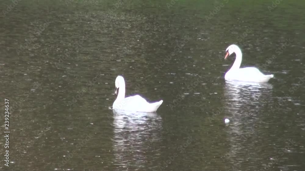 Russia Saint-Petersburg two white swans on water 3 Russia Saint-Petersburg two white swans on water 3