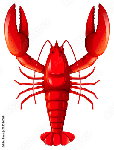 A red lobster on white background