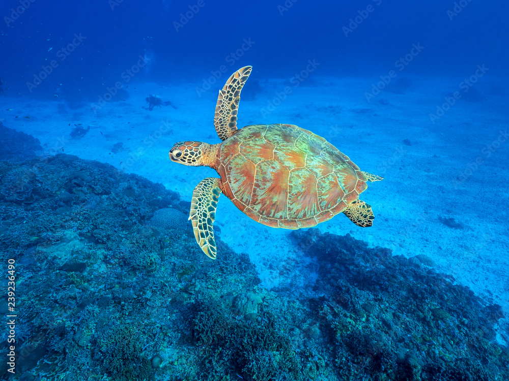 Obraz premium ウミガメ