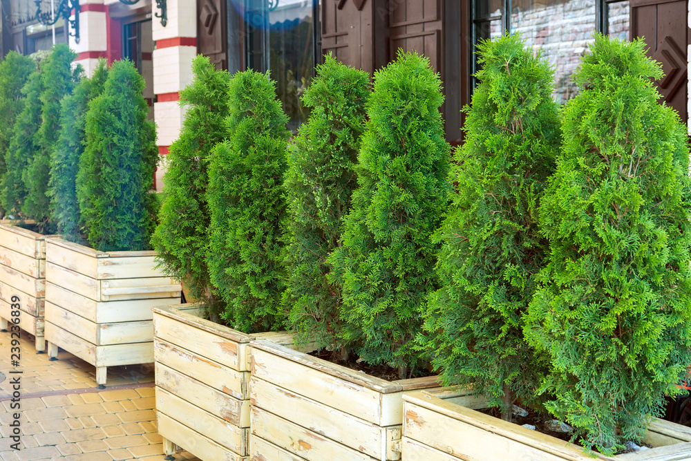 Thuja is planted in wooden vases along the facade of the building. Thuja is planted in wooden vases along the facade of the building.
