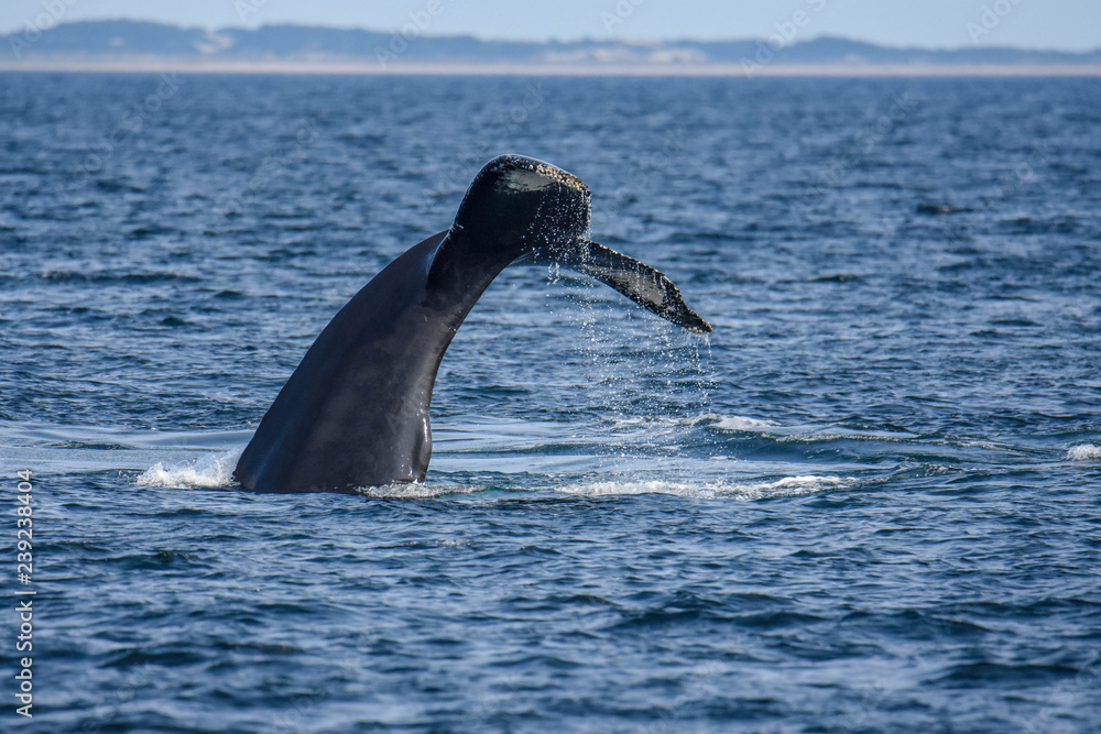 Obraz premium Whale Tail off Race Point - Cape Cod, MA