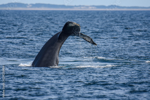 Whale Tail off Race Point - Cape Cod, MA