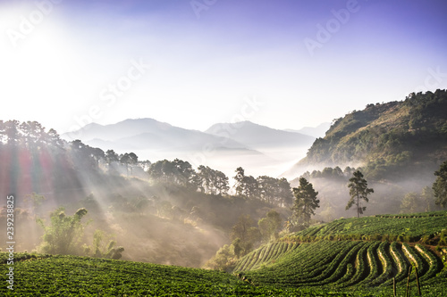 The beautiful Landscape of strawberry plantation in the morning with the mist blue sky and sunlight at Ban Nor Lae, Doi Ang Khang, Chaing Mai, Thailand. photo