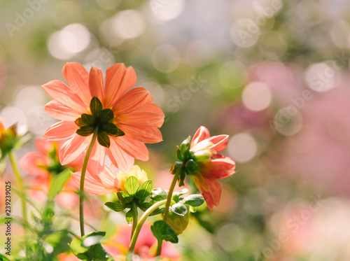beautiful red orange flowers in the garden with spring bokeh background