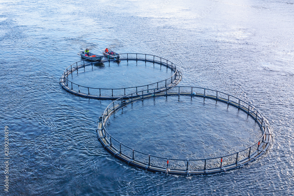 Fish farm on the river. Men on the boat ferry the cage with fish to a new place. Stock Photo