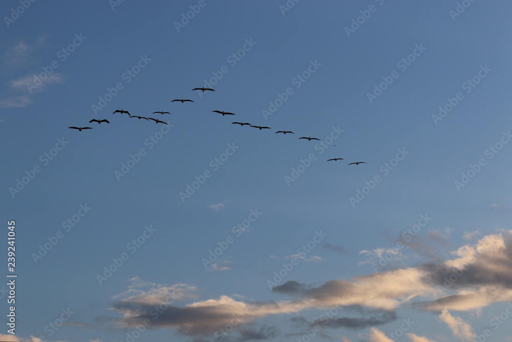 flock of birds flying in the sky with clouds flock of birds flying in the sky with clouds