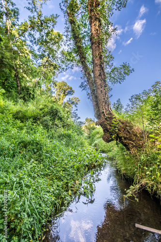 South of Chile offers an amazing nature with great landscapes  green areas inside the rainforests of the Rivers Region  Region de los Rios  close to Pucon  enjoying the outdoors on a wild environment