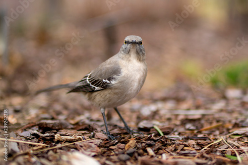 Northern Mockingbird
