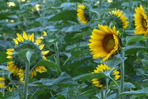 Fototapeta Naklejka Na Ścianę i Meble -  Sunflowers With Mixed Up Phototrophism