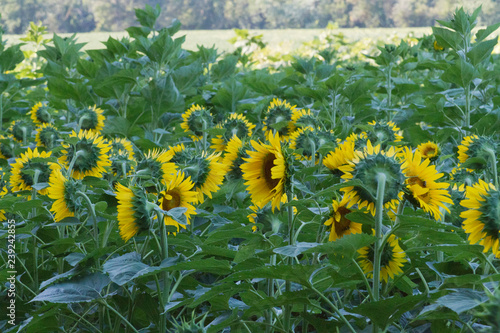 Fototapeta Naklejka Na Ścianę i Meble -  Sunflowers Facing All Different Directions