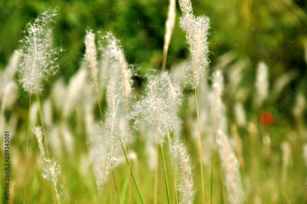 flower in grass flower in grass