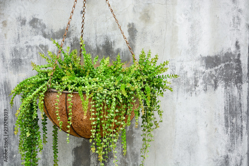 ornamental hanging plant, million heart plant or dischidia ruscifolia decne in coconut fiber husk pot hanging on cement wall background, copy space photo