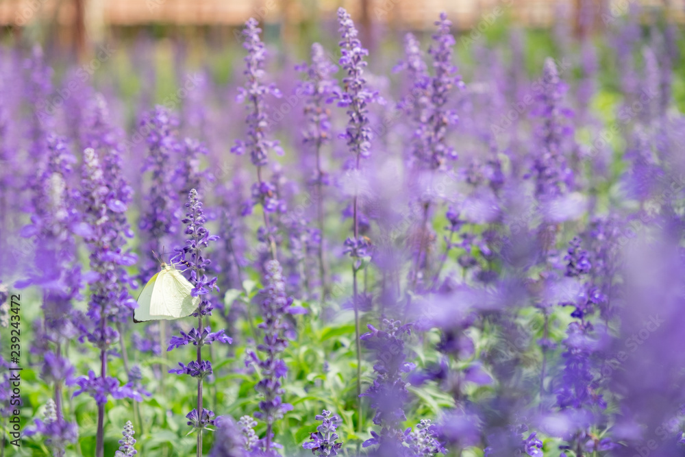 Fototapeta premium lavender flower. flower garden. Soft focus