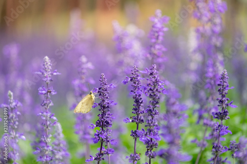 Fototapeta Naklejka Na Ścianę i Meble -   lavender flower. flower garden. Soft focus