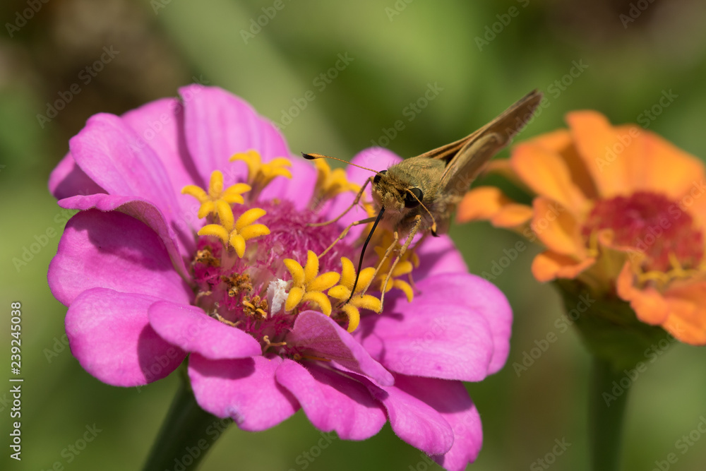 Skipper butterfly drinking from a pink zinnia with its proboscis while a jagged ambush bug nymph watches below an open disk floret Skipper butterfly drinking from a pink zinnia with its proboscis while a jagged ambush bug nymph watches below an open disk floret