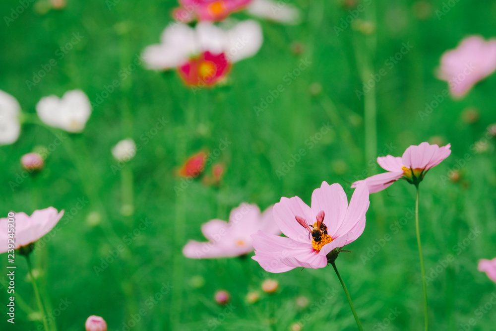 Cosmos flower (Cosmos Bipinnatus) with blurred bokeh background