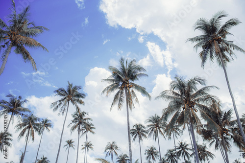 Fototapeta Naklejka Na Ścianę i Meble -  Coconut tree at the sky and cloud.