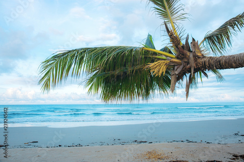 Fototapeta Naklejka Na Ścianę i Meble -  Coconut tree on beach.