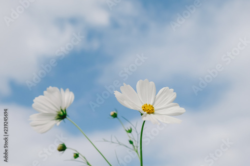 Cosmos flower (Cosmos Bipinnatus) with blurred sky background