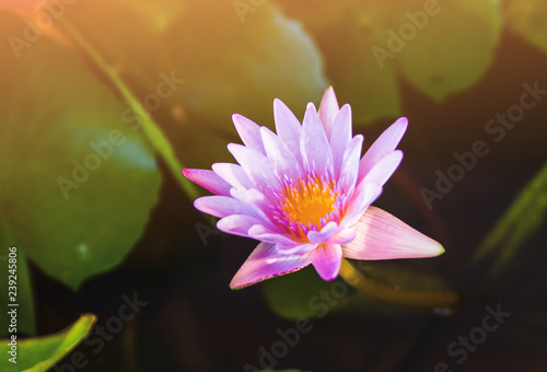 Pink lotus flower blooming on pond with sun light