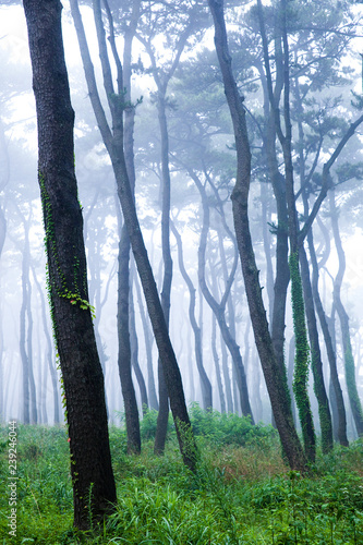 A pine grove of early dawn of Daewangam Park  korea.