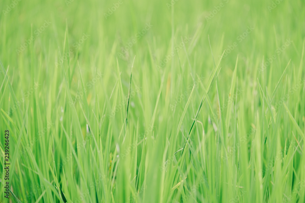 close up the green rice farm for background