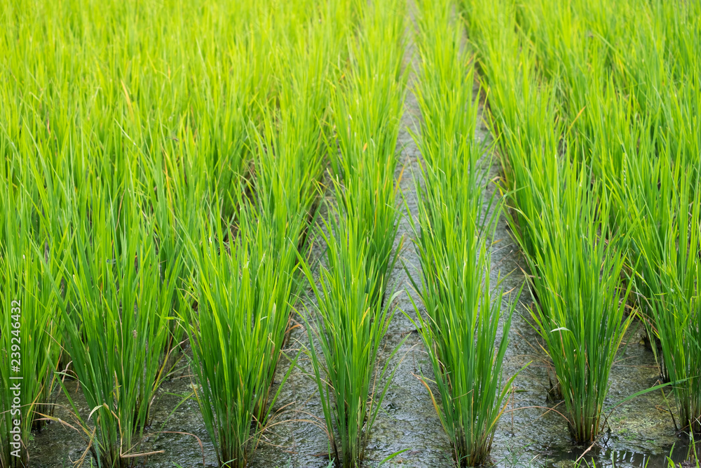 Fototapeta premium close up the green rice farm for background