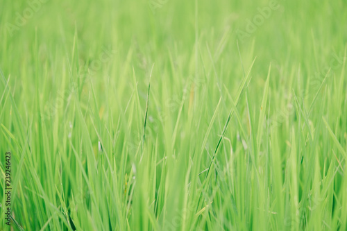 close up the green rice farm for background