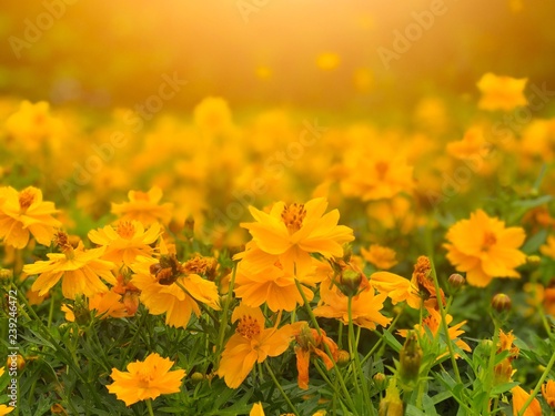 Orange cosmos flower selective focus and blur background with yellow light effect