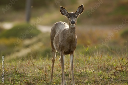 Fototapeta Naklejka Na Ścianę i Meble -  Black Tailed Deer