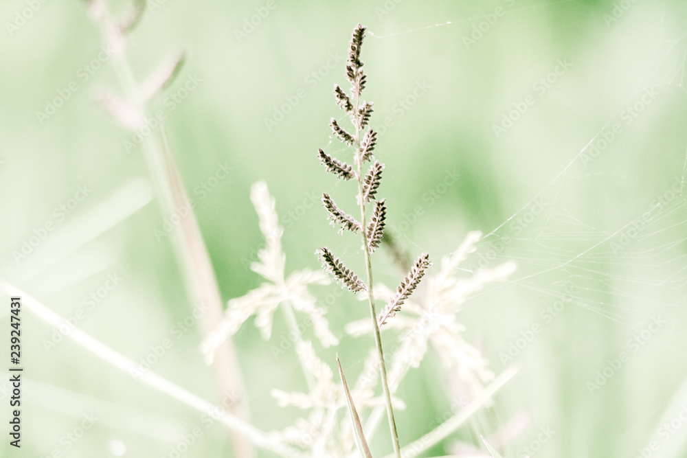 Obraz premium Wild Grasses 1