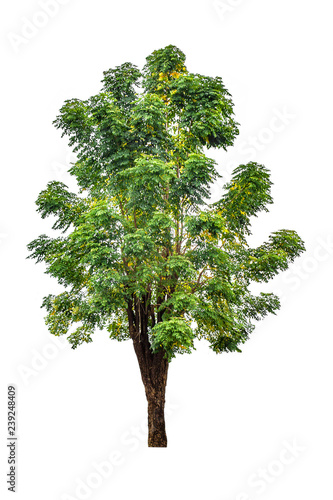 isolated big deciduous tree on a white background  for use in architectural design or  work.