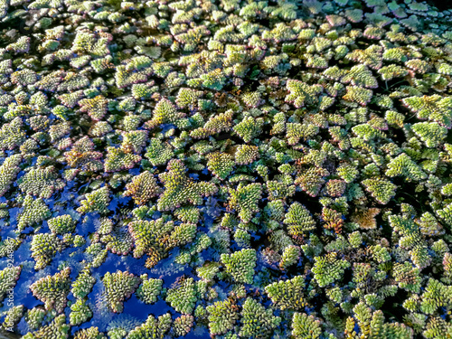 Water full of mosses