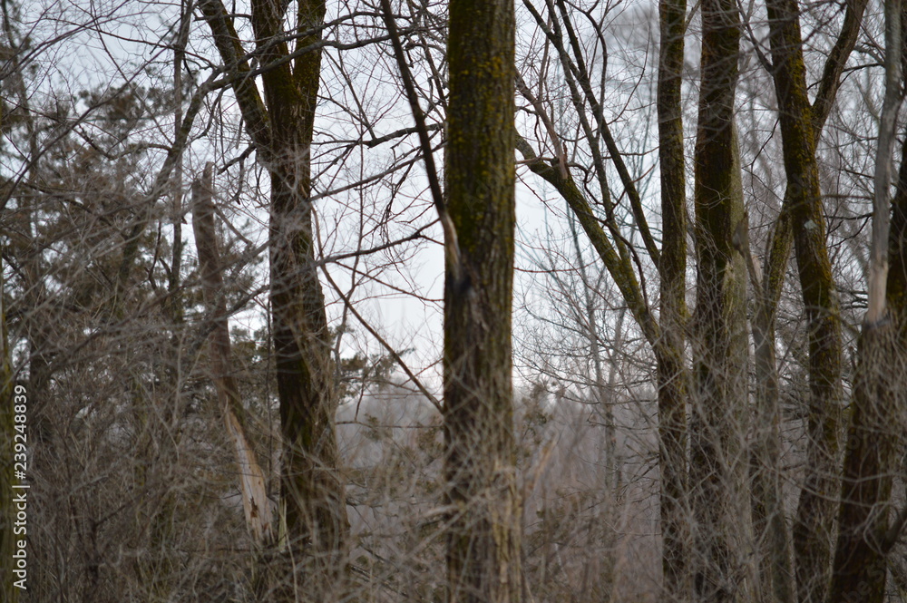 trees in forest trees in forest