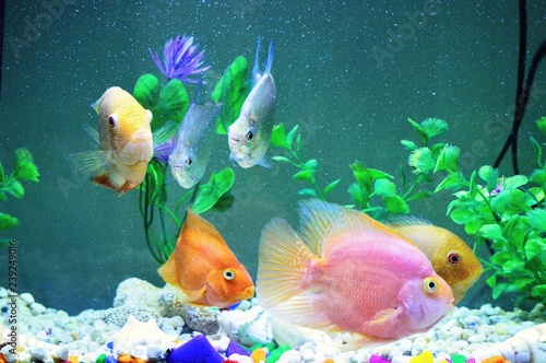 Colorful aquarium fishes