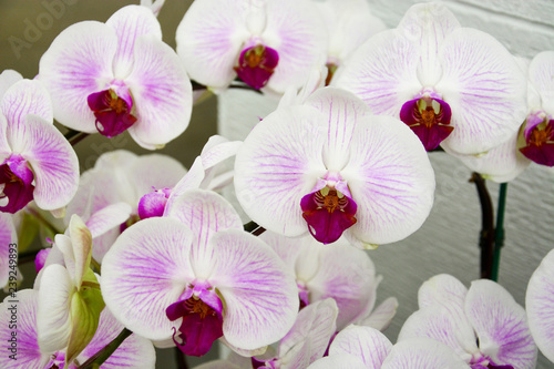 Close up of white and purple orchids  beautiful  Phalaenopsis streaked orchid flowers  selective focus 