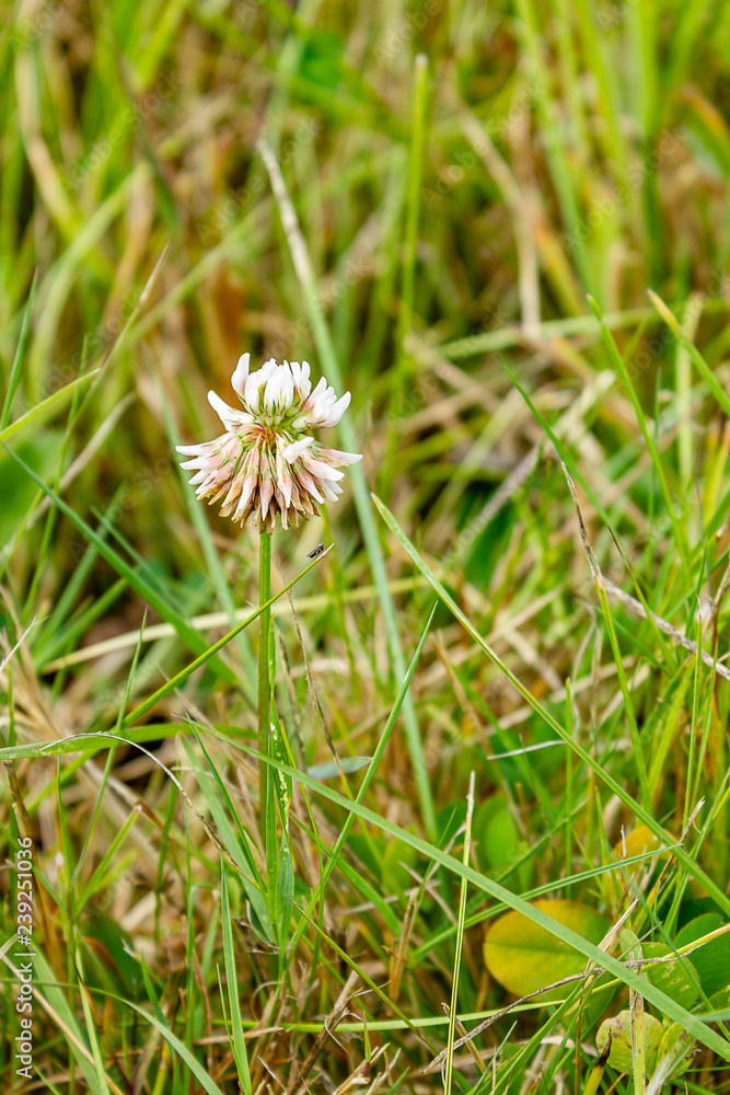 small white wildflower growing alone in grass small white wildflower growing alone in grass